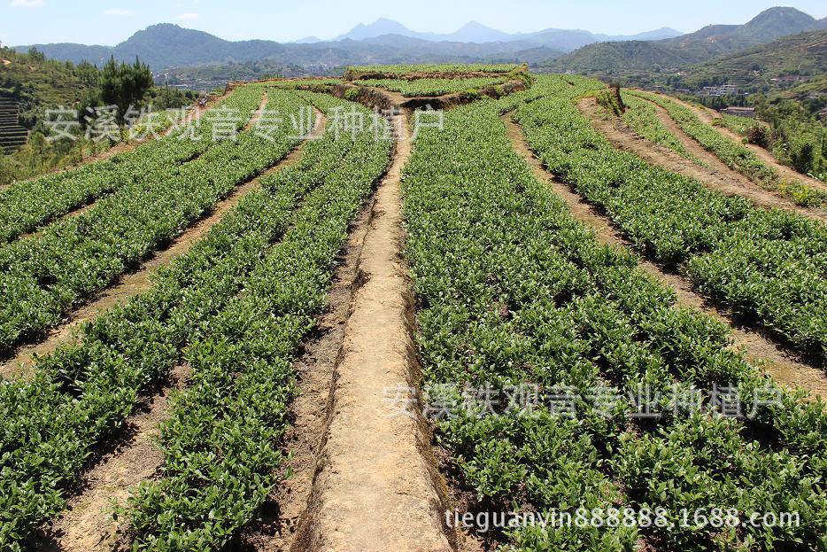 监测合格率975%以上 我国绿色农产品供给能力稳步增强